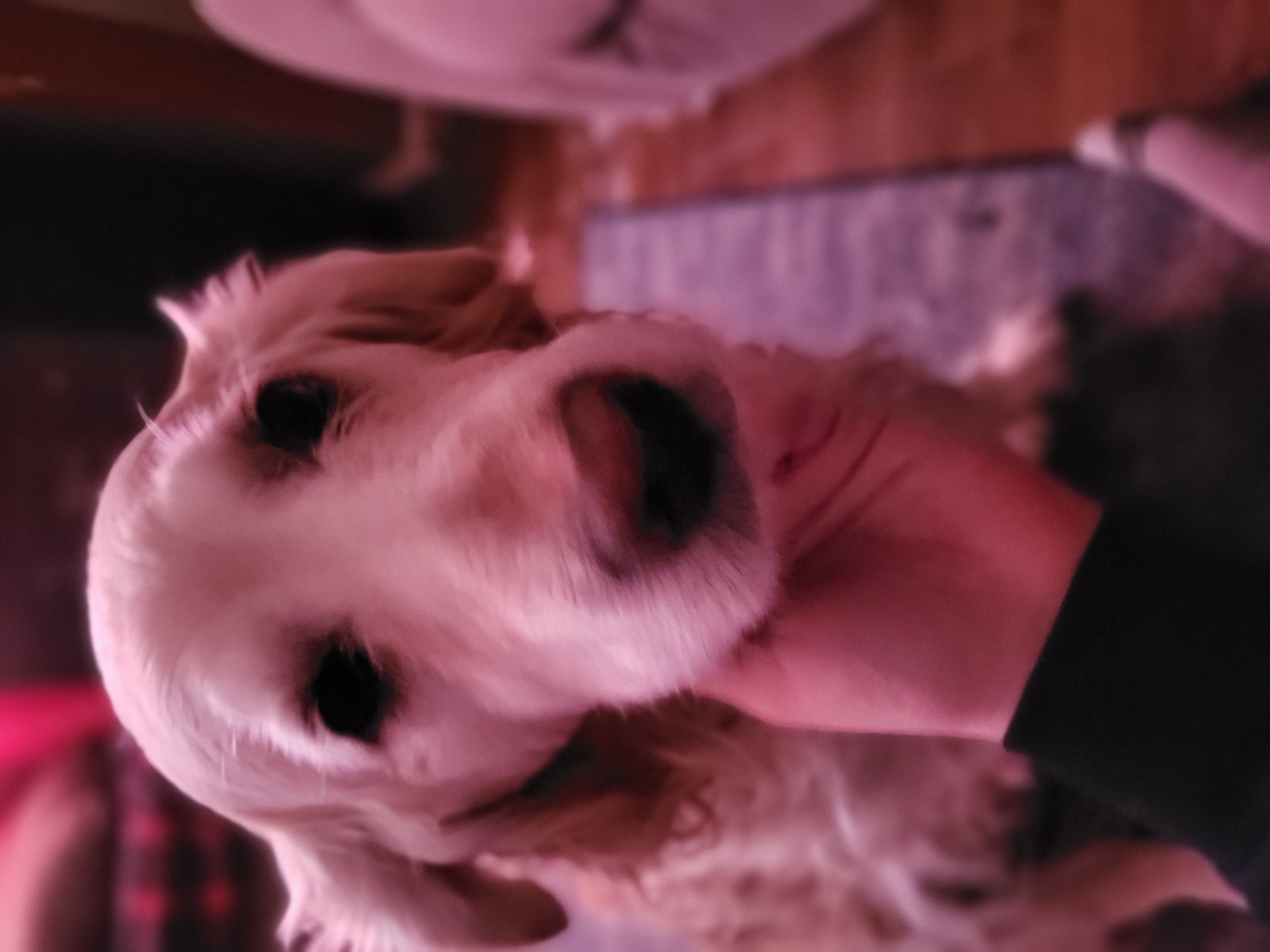Cutie Puppy
