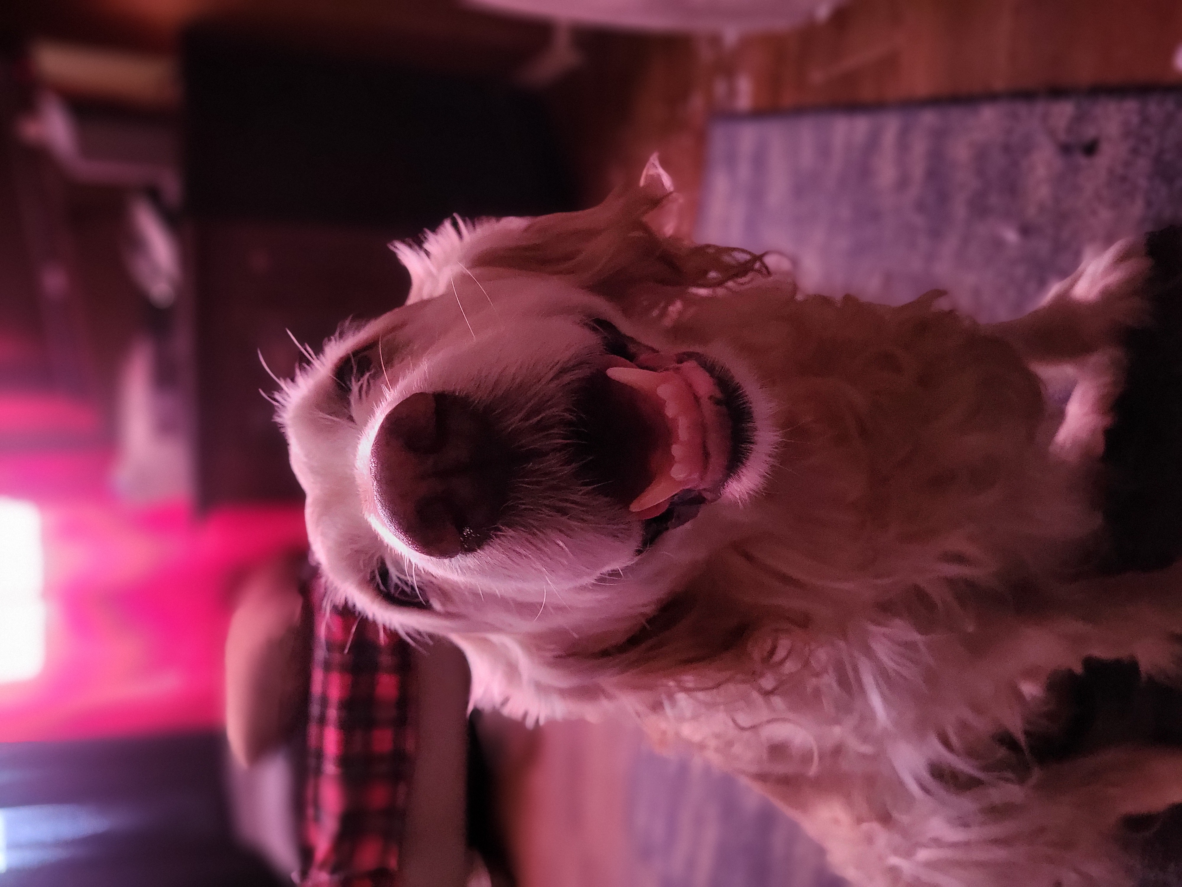 A pretty pupper girl