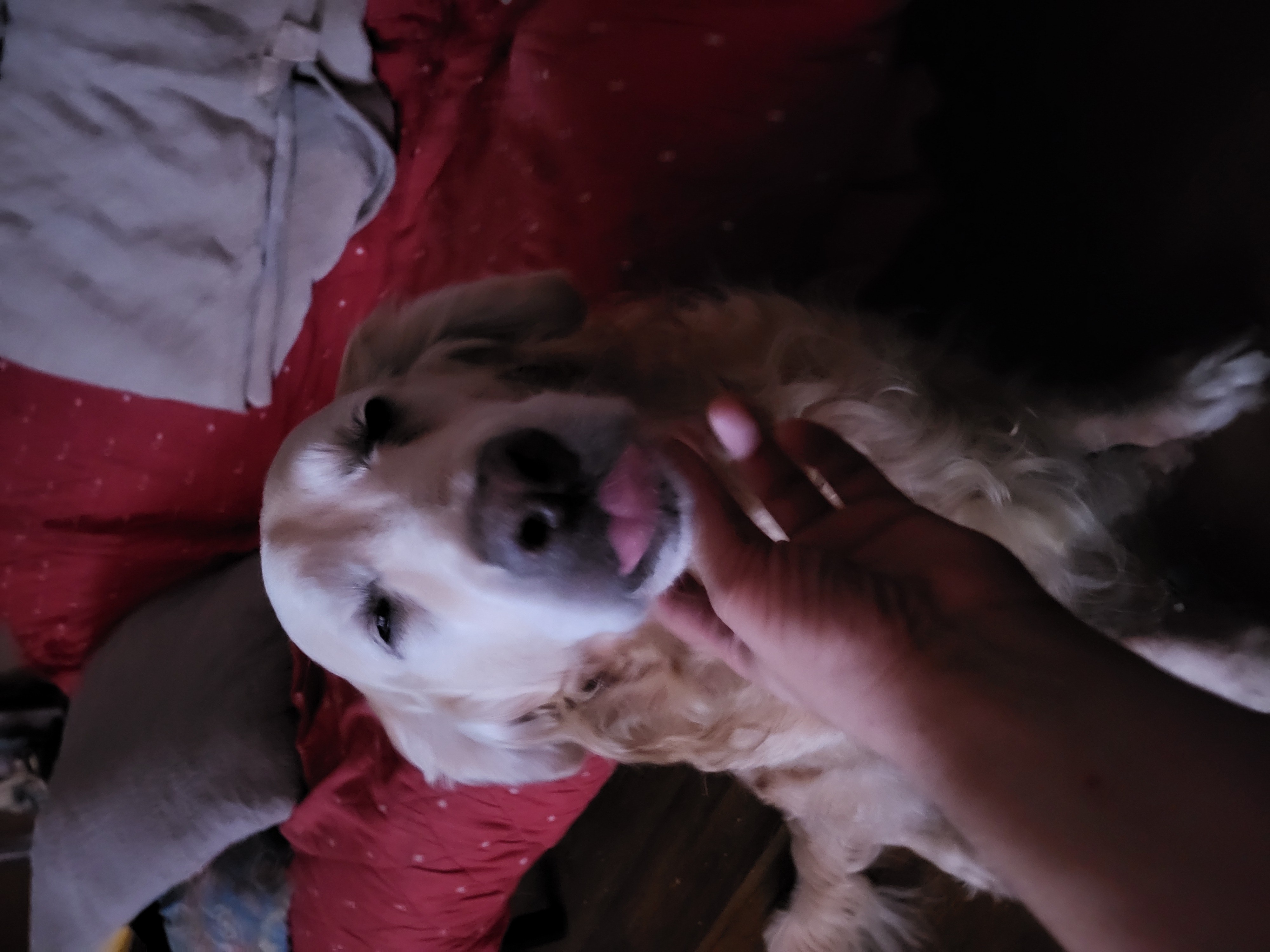 Silly Puppy