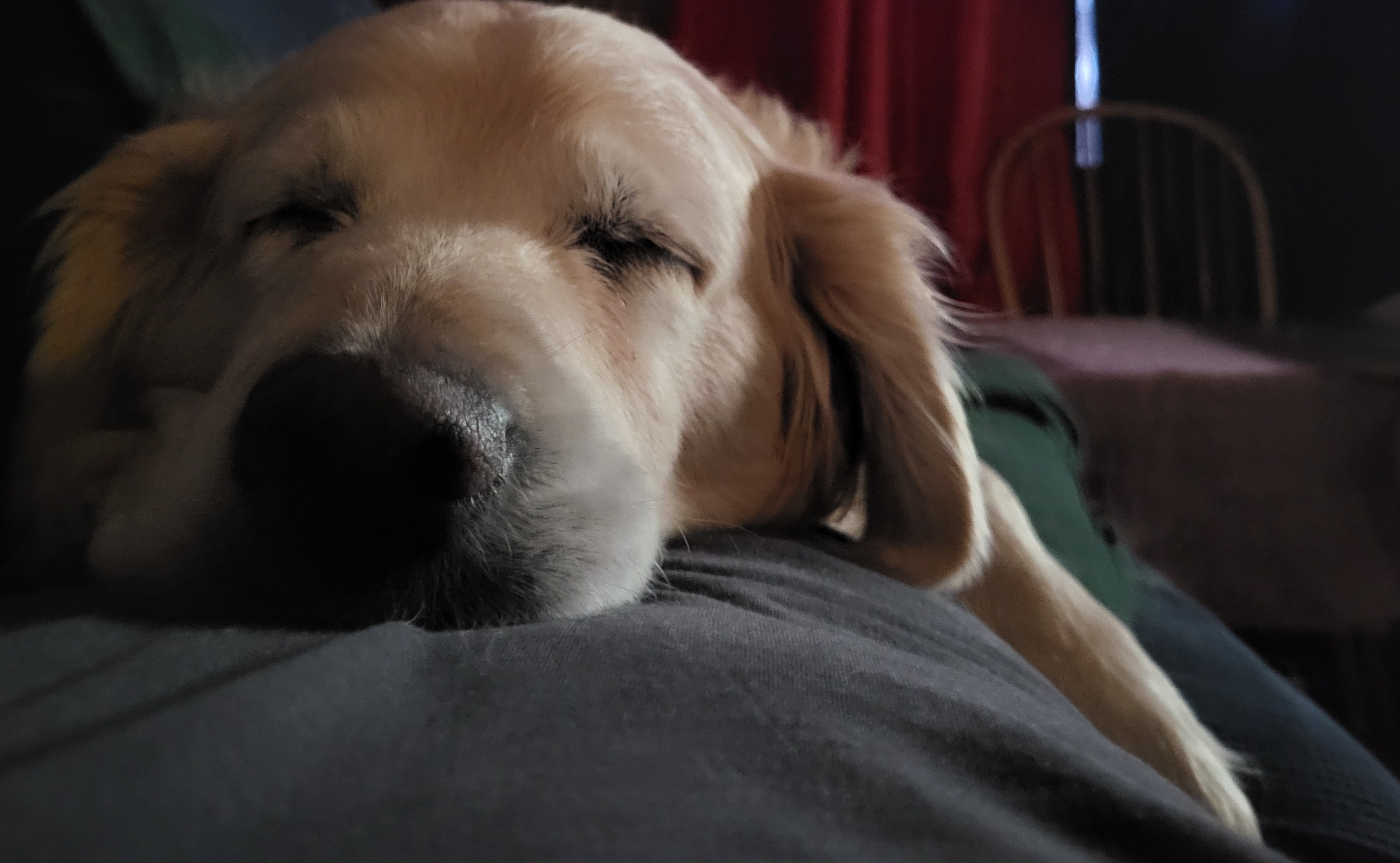 Sleepy Puppy